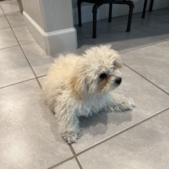 Pawsh Pups Mobile Grooming - Before - Pet Groomers Near Me - Tulare, California
