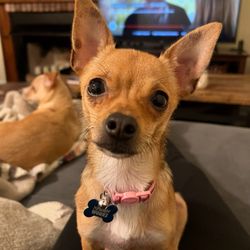 Paw Works - Danielle