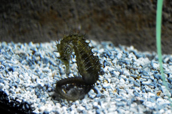 Sevilla Aquarium by null