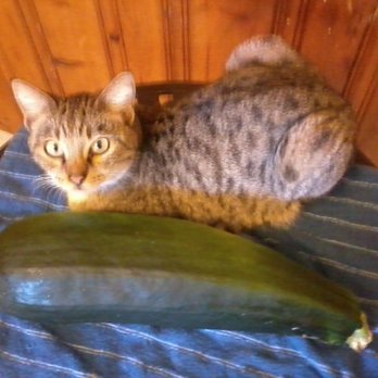 Ozark Mountain Kitties - Pet Services Near Me Ozark Mountain Kitties - Pet Services Near Me