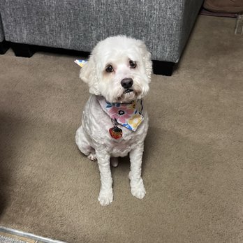 Rainbow Grooming Company - When I noticed his paw is red. - Pet Groomers Near Me - Aurora, Colorado Rainbow Grooming Company - When I noticed his paw is red. - Pet Groomers Near Me - Aurora, Colorado