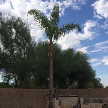 The Oasis Tree Service - Oasis fine work on display. - Tree Services Near Me - Mesa, Arizona The Oasis Tree Service - Oasis fine work on display. - Tree Services Near Me - Mesa, Arizona