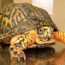 Northside Animal Hospital