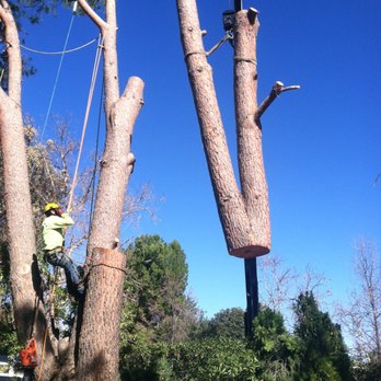 Arborist Crew - a man cutting down a tree - Tree Services Near Me