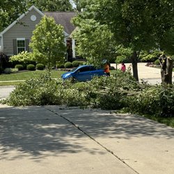 Angel Tree Removal
