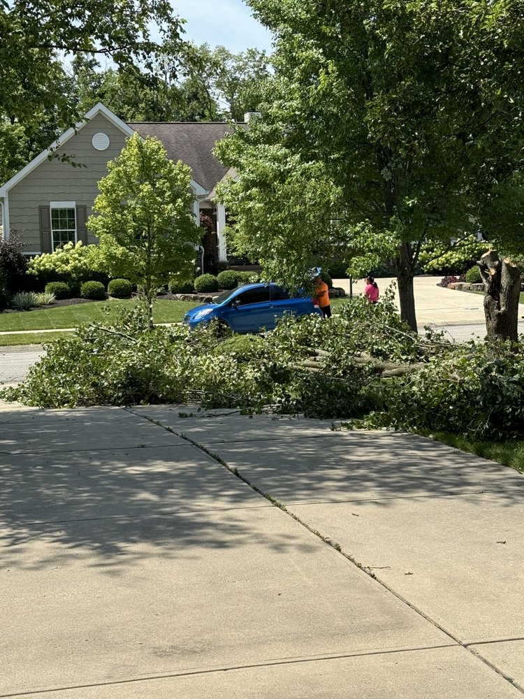 Angel Tree Removal - tree service in Indianapolis, IN
