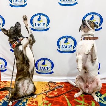 Wise Tails Academy - Pet Training Near Me Wise Tails Academy - Pet Training Near Me