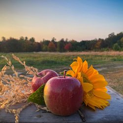 McKenzie's Farm