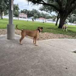 Blackmouth Cur