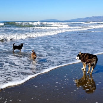 Happy Pack Adventures - Dog Walkers Near Me - San Francisco, California Happy Pack Adventures - Dog Walkers Near Me - San Francisco, California