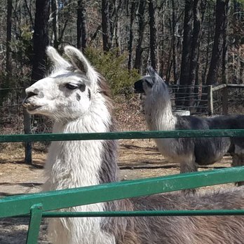 Long Island Yarn & Farm - Knitting Supplies Near Me - Yaphank, New York Long Island Yarn & Farm - Knitting Supplies Near Me - Yaphank, New York