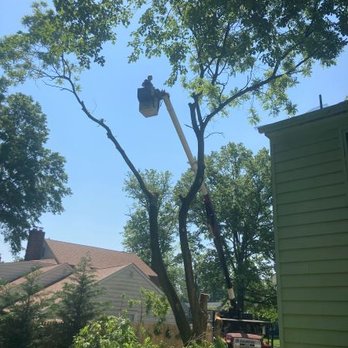 Ralph's Tree Service - Tree Services Near Me Ralph's Tree Service - Tree Services Near Me
