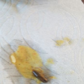 Yupha's Thai Kitchen - This was the tiny cockroach found in my curry. - Thai Near Me - Tempe, Arizona