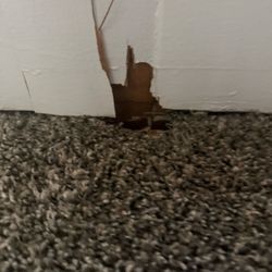 Augusta Realtors - Rat chewed through wall