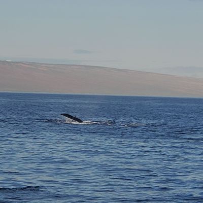 Pacific Whale Foundation by null