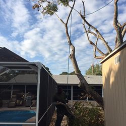 Er Tree services