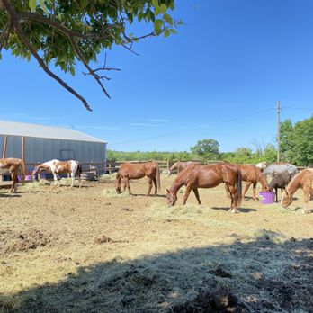 Red Ridge Ranch Riding Stables - A few of their many horses...they have over 100! - Horseback Riding Near Me - Mauston, Wisconsin Red Ridge Ranch Riding Stables - A few of their many horses...they have over 100! - Horseback Riding Near Me - Mauston, Wisconsin