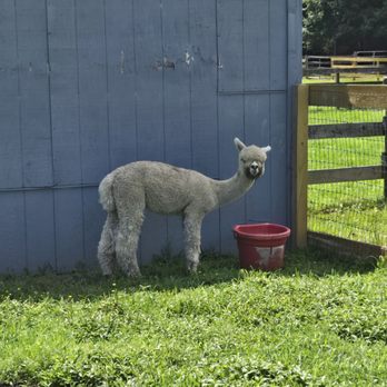 Papa's Farm and Mini Friends - Petting Zoos Near Me - Howell, New Jersey