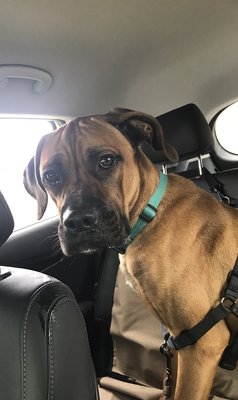 muddy paws bathhouse