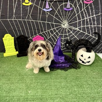 The Paw Spa Elite - Cute Halloween picture after a groom - Pet Groomers Near Me - Oklahoma City, Oklahoma The Paw Spa Elite - Cute Halloween picture after a groom - Pet Groomers Near Me - Oklahoma City, Oklahoma
