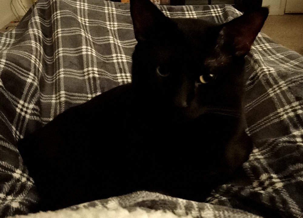 STONINGTON VETERINARY HOSPITAL Updated October 2024 785 Stonington Rd, Stonington