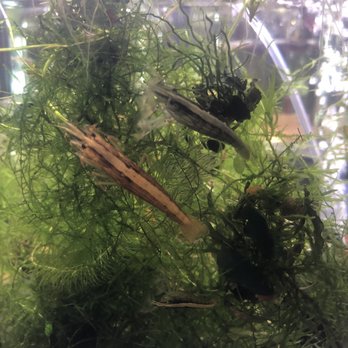 Aquarium Zen - Amano shrimp and crystal shrimp - Local Fish Stores Near Me - Seattle, Washington