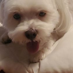 Adogo Pet Hotels