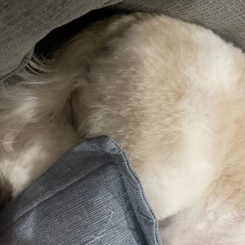 Suds N Bubbles - Pet Groomers Near Me - Las Vegas, Nevada Suds N Bubbles - Pet Groomers Near Me - Las Vegas, Nevada
