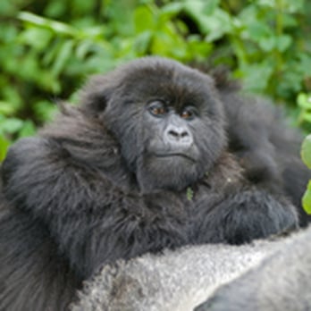 Amazing Adventures Travel - We offer gorilla trips to Uganda and Rwanda. A perfect add-on to an East Africa safari. - Travel Services Near Me - Mill Valley, California Amazing Adventures Travel - We offer gorilla trips to Uganda and Rwanda. A perfect add-on to an East Africa safari. - Travel Services Near Me - Mill Valley, California