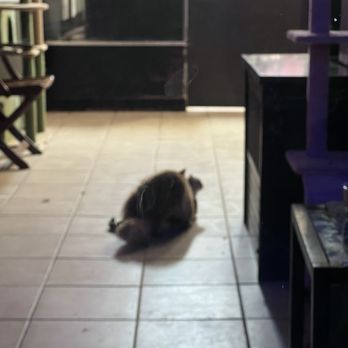 Spot's Spot Pet Grooming - Two cats having sex while a dog scratches at the front door. - Pet Groomers Near Me - Philadelphia, Pennsylvania Spot's Spot Pet Grooming - Two cats having sex while a dog scratches at the front door. - Pet Groomers Near Me - Philadelphia, Pennsylvania