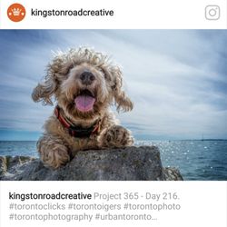 For Furry Feet - Summer time fun at the beach