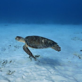 I Love Diving - Turtle - Scuba Diving Near Me I Love Diving - Turtle - Scuba Diving Near Me