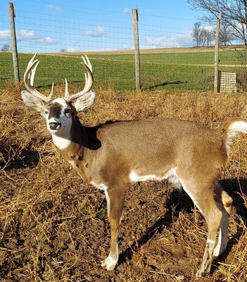 E-Mae-Zing Plumbing Logo