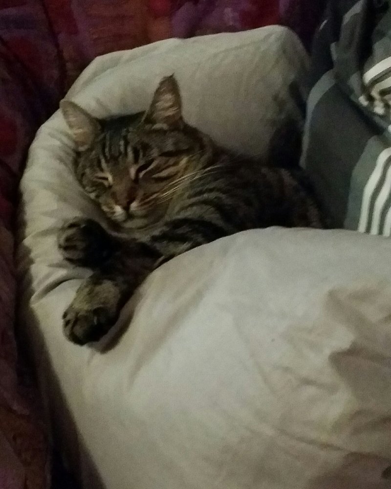 BROOKLYN PARK VETERINARY SURGERY 293 Henley Beach Rd, Brooklyn Park South Australia, Australia