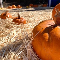 Ian's Pumpkin Patch - Pumpkins!!!