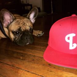 P's & Q's - Premium Quality - Ps and qs snapback on point