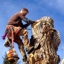Master Arbor - Tree Removal in St. George utah