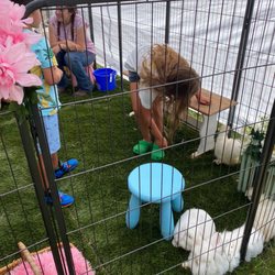 Dreamland Ponies - Petting zoo