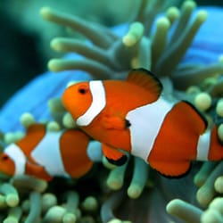 Elmer's Watersports - Pair of clown fish