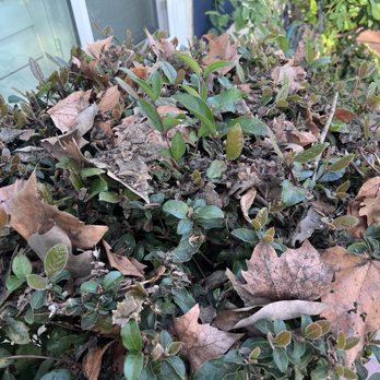 Alba's Roofing - Bushes in front after Alba's Roofing got done with my roof. - Roofing Near Me - Modesto, California