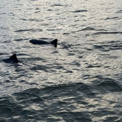 Adventures in Paradise - Fort Meyers Beach - Dolphins
