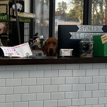 Sydnee's pet grooming - Pet Groomers Near Me - Escondido, California Sydnee's pet grooming - Pet Groomers Near Me - Escondido, California