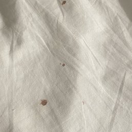 Blood from bed bugs Blood from bed bugs
