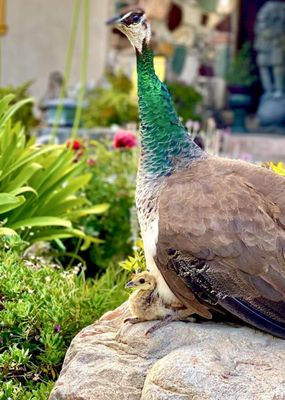 Los Angeles County Arboretum & Botanic Garden by null