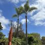 Cesar’s Tree Service