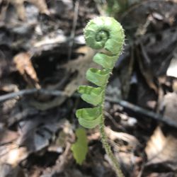 Elachee Nature Science Center - Awww... a spring "fiddlehead"