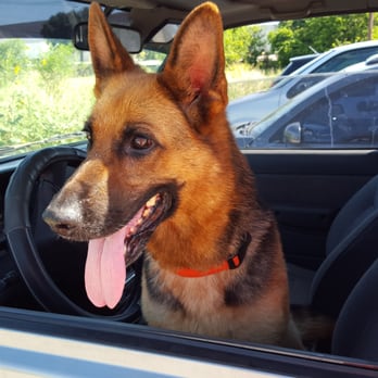Texas Dog Academy - My 8.5 year old adopted female German Shepherd.Tizzy says hello to the gang at Texas Dog Academy! - Pet Sitting Near Me - Granbury, Texas Texas Dog Academy - My 8.5 year old adopted female German Shepherd.Tizzy says hello to the gang at Texas Dog Academy! - Pet Sitting Near Me - Granbury, Texas