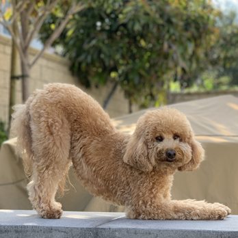 OC Elite Mobile Grooming - Soda, our goldendoodle, in downward dog! - Pet Groomers Near Me OC Elite Mobile Grooming - Soda, our goldendoodle, in downward dog! - Pet Groomers Near Me