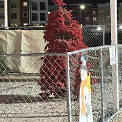 Rudolph's Christmas Trees - Week later when we brought it back dead in less then a week so sad and i would not doubt if they sold that dead tree to someone else