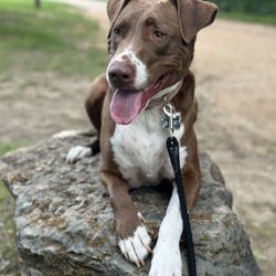 Sit Means Sit South Austin